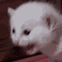 scremcat animated emote - Venom Foundation (The New Venom Mainnet Is Live)