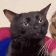 zoningcat animated emote - Besties Community