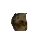 spinningcat animated Discord emote from ┃.............┃ • ┃ ☆ ┃ • ┃.............┃