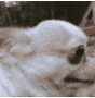 dogayo animated Discord emote - ۶ৎ　‿　cemetery　 ݁ 　˖