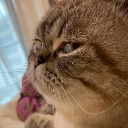 Exotic Shorthair cat looking sideways with a skeptical and judgmental expression.
