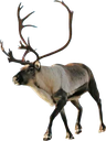 reindeer Discord sticker from [CTF😜]AllStars&Friends