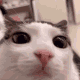 Blink animated Discord emote from The 1woners