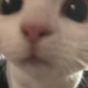 Cat face in extreme close-up with wide eyes staring forward.