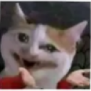 A cat with a heavily distorted, warped face looking confused and chaotic.