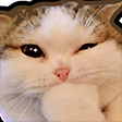 catwink custom emote - ⁽¹⁸⁺⁾ miao ୨ৎ