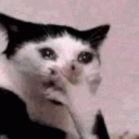 cat_omg_cry animated GIF emoji | 𝗠𝗥_𝗧𝗔𝗬𝗚𝗔