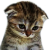 catrdk Discord Emoji from 🔥🔞 Canto da Putaria 🔥🔞