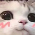 7482uwucat custom emote | Chukyololi
