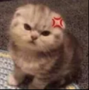 kitty_mad Discord Emoji | The MOON haunts me