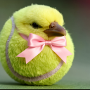 gfbirb Discord sticker from The Country Of IWoH