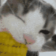050catnom animated emote from 𝗖𝘂𝗱𝗱𝗹𝘆 𝗖𝗿𝗶𝘁𝘁𝗲𝗿𝘀