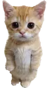 kittyy custom emote from .gg/revenants  ᶻ 𝘇 𐰁