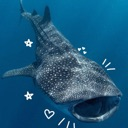 cuteeewhalesharky Discord sticker | 𝐟ailed abortion𝐬 ♡ !  .