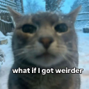 A close-up of a cat looking directly at the camera with wide eyes and the text what if I got weirder.