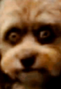 woopyslamedog2 Discord sticker | /r/christians