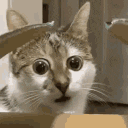 CatWTHAnim animated GIF emoji | offqtz