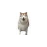 FarHusky Discord sticker - Homestuck Community