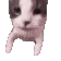 Cat face leaning forward with puckered lips to give a kiss.