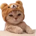 cat_bear_sit Discord Emoji | The Lumberyard™