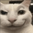 White cat with a distorted, smug, and knowing smirk on its face.