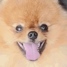 0_TeddyWtf animated GIF emoji from DM Request 📪 ⌇ Ask To DM & Chatting ⌇ Non Dating ⌇ Social ⌇ Friendly ⌇ Nitro ⌇Non Toxic