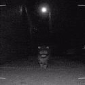 A cat wearing a black burglar mask walks toward the camera in a security footage style.