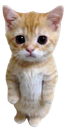 whitekitty Discord sticker - Pinay | Voice Chat • Social • Emojis & Stickers • Icons