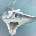 sillymakoshark custom emote - 𝐟ailed abortion𝐬 ♡ !  .