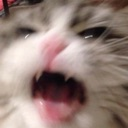 Acat_angry custom emote - eCafe 🌸 |  Indian Discord Server・Hangout・Guild Tag ・ Chilling・Voice Chat・Gaming ・India