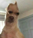 Chihuahua with a distorted, long head looking at the camera with a suspicious and confused expression.