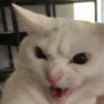 catmad Discord sticker from Study Space