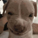 cachorro animated Discord emote from Mundo dos Animes - Br
