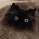 dafuq Discord Emoji | RoyaleMC Community