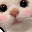 catblush Discord Emoji | ⁽¹⁸⁺⁾ miao ୨ৎ