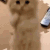 1251cute2 animated Discord emote from Bangwing IN