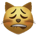 Cat face with a nervous expression biting its lower lip.