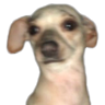 A dog with wide, panicked eyes looking slightly to the side.