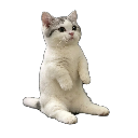 A small white and gray kitten standing on its hind legs looking upward with a curious expression.
