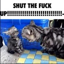 A large, distorted cat with a wide-open mouth yelling at a small kitten in front of a blue basket.