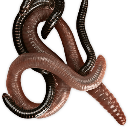 Earthworms tangled together in a slimy, brown cluster.