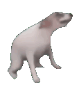 funnyanimalscrazy animated GIF emoji | Red Wolf