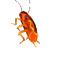 72131cockroach animated Discord emote from FancyMan Academy ™