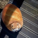 An orange cat sitting in a perfect loaf shape that looks exactly like a loaf of bread.