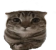 Cate Discord Emoji | ⛓ 𝓣𝓱𝓮 𝓒𝓸𝓷𝓽𝓻𝓸𝓵 𝓢𝔂𝓼𝓽𝓮𝓶 🎤