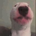 dog_waltervibe animated emote - Niveous Gaming