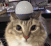 cat_alert animated GIF emoji from Heart.exe
