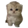 Kitten with large dark eyes looking directly forward with a confused and innocent expression.
