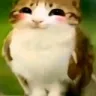 Meowlfeliz custom emote | Nova Luna (新月)