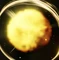 midas custom emote from Grow a Garden 2